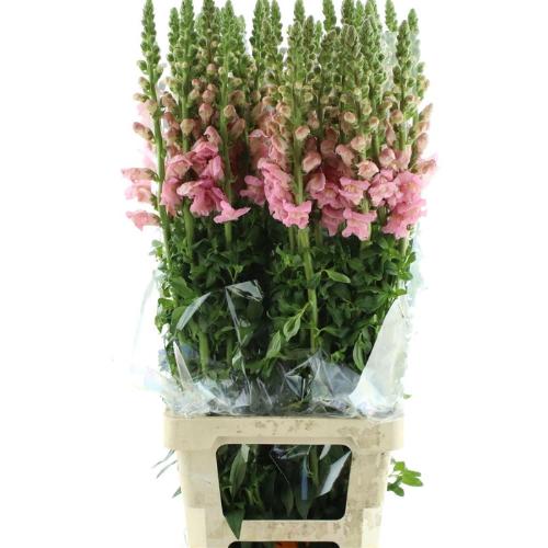 Antirrhinum majus 'Opus Pink'