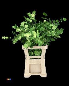 Eucalyptus cinerea kleurbehandeld per bos H%