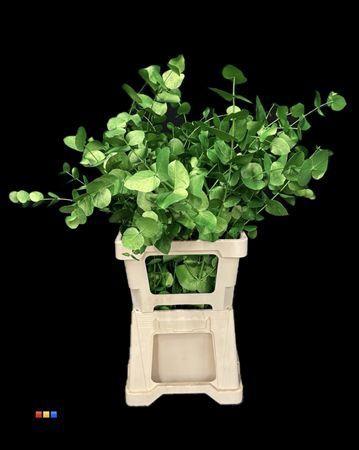 Eucalyptus cinerea kleurbehandeld per bos H%