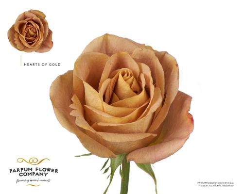 Rosa grootbloemig Heart of Gold