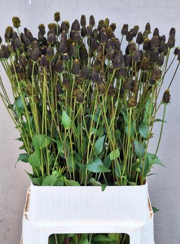 Rudbeckia nitida