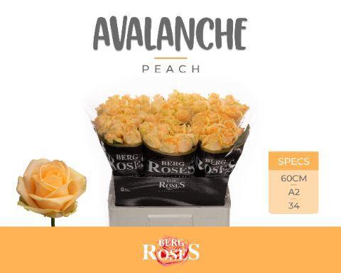 Rosa grootbloemig Avalanche Peach+