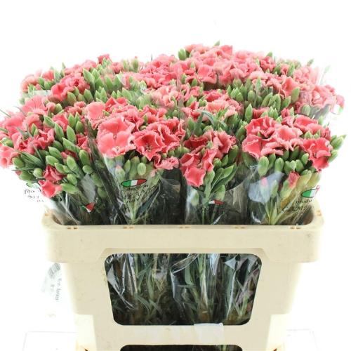 Dianthus tros overig