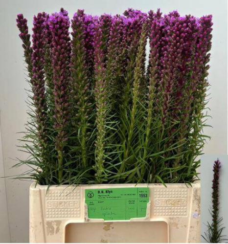 Liatris spicata