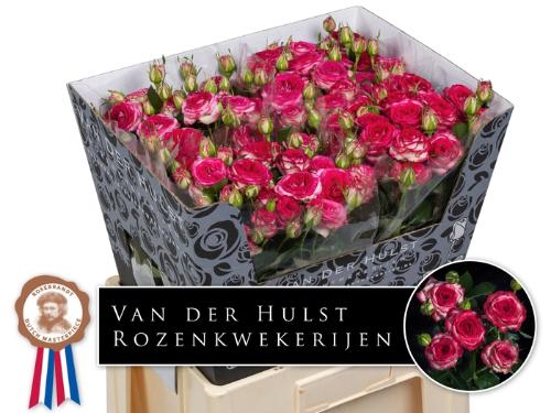 Rosa tros overig