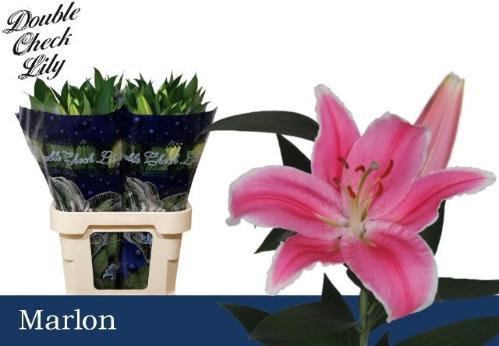 Lilium Oriental Grp 'Marlon'