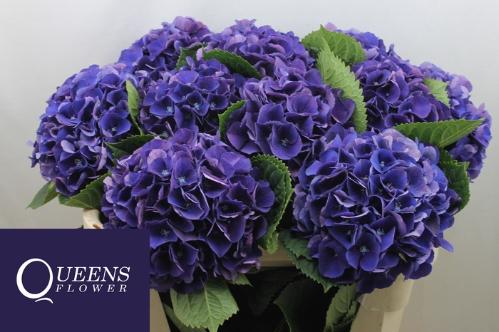 Hydrangea macrophylla Royal King