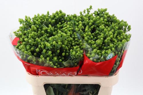 Hypericum androsaemum Jungle Romance