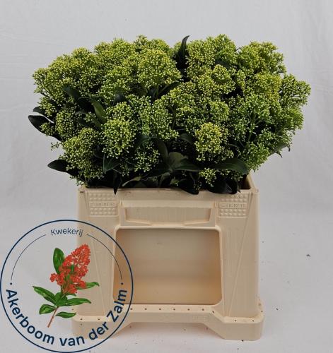 Skimmia japonica 'Frank White' per bos