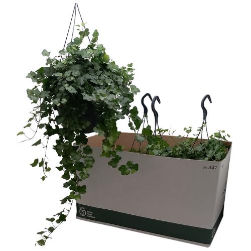 Hedera helix 'Wonder'