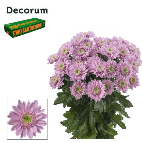 Chrysanthemum Indicum Grp tros kas Optimist