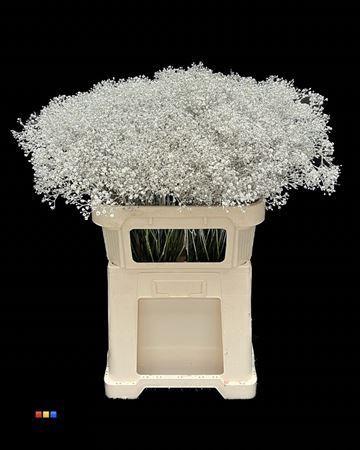 Gypsophila overig kleurbehandeld H%