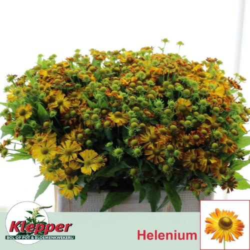 Helenium 'Orange Beauty'