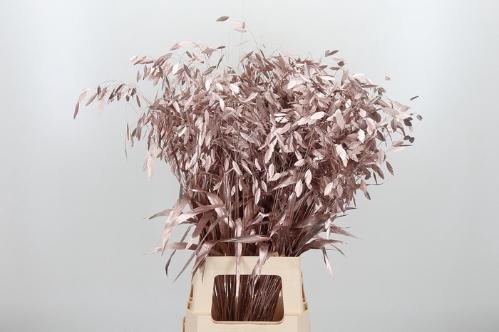 Siergras kleurbehandeld H%