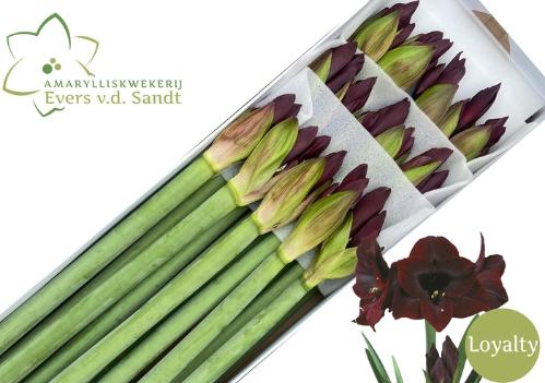 Hippeastrum Galaxy Grp 'Loyalty'