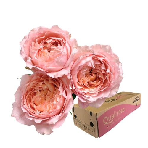 Rosa tros overig