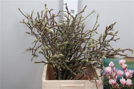 Magnolia grandiflora