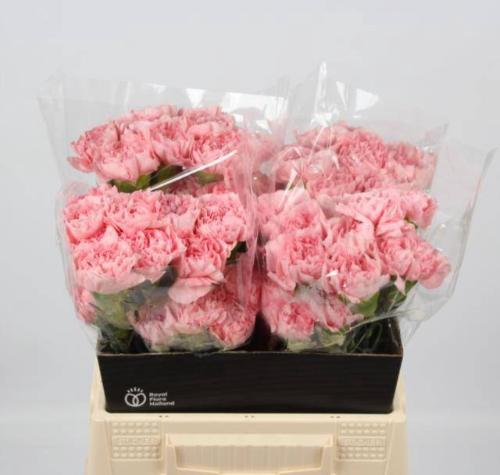 Dianthus standaard Pink Montezuma