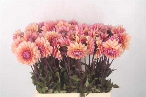 Dahlia (Decorative Grp) 'Sweet Sanne'