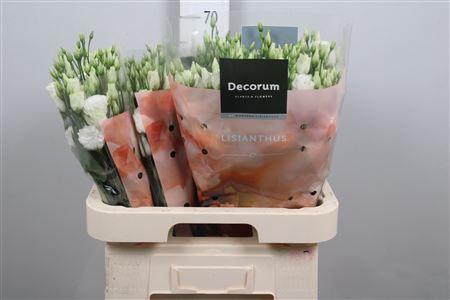 Eustoma russellianum gevuldbloemig 'Rosita White'