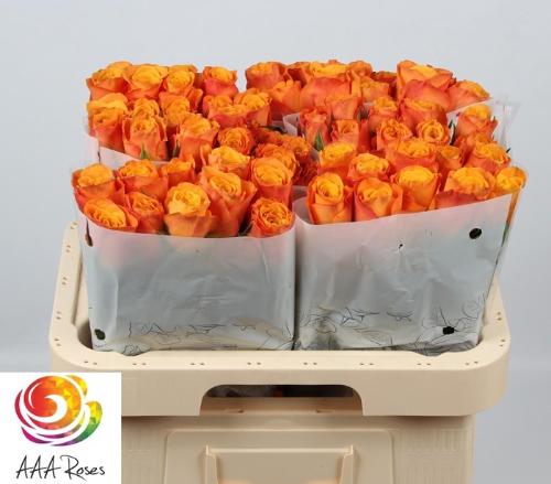 Rosa grootbloemig Confidens