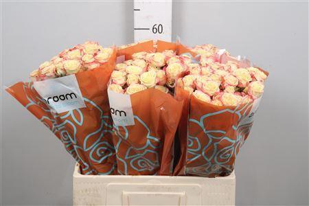 Rosa tros Candelicious