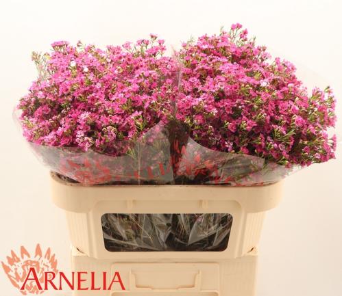 Chamelaucium 'Happy Days'