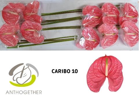 Anthurium (Andreanum Grp) Caribo