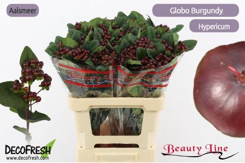 Hypericum x inodorum Globo Burgundy
