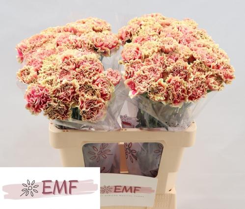 Dianthus standaard Wow+