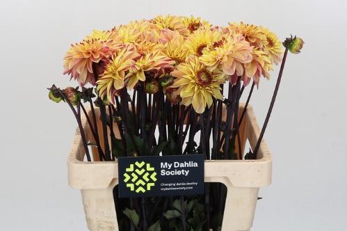 Dahlia (Miscellaneous Grp) 'Gelia'