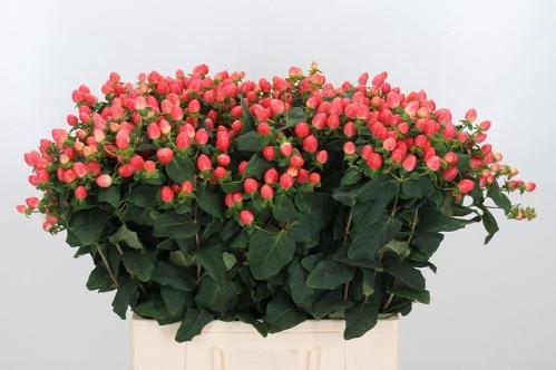 Hypericum x inodorum Magical Royal Princess