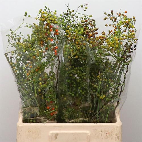 Rosa 'Corallo' (rozenbottel)