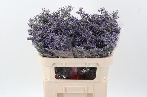 Limonium 'Skylight'