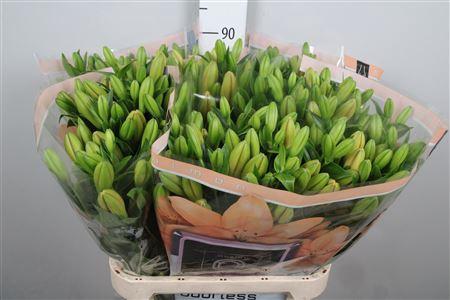 Lilium Longiflorum x Aziatische Grp 'Menorca'