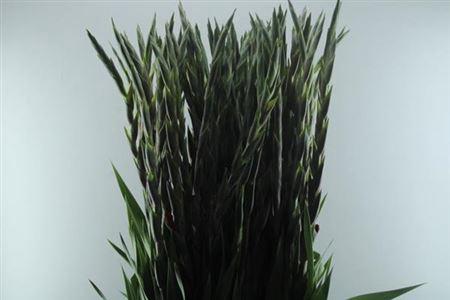 Gladiolus grootbloemig 'Red Balance'