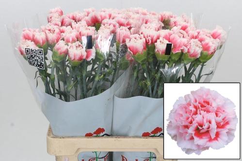 Dianthus standaard 'Misaki'