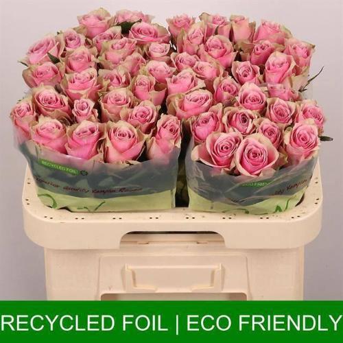 Rosa grootbloemig Athena Royale