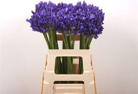 Agapanthus 'Atlantic Ocean'