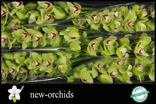 Cymbidium grootbloemig per tak 'Machteld'