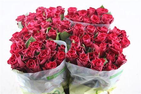 Rosa grootbloemig Red Tacazzi+