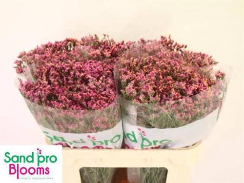 Limonium sinense Tiffany Diamond