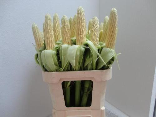 Siervruchten per tak Zea mays