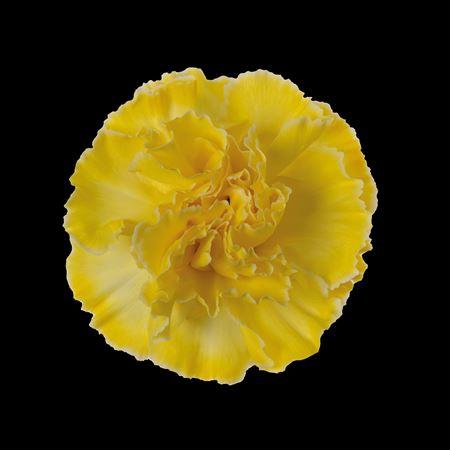 Dianthus standaard kleurbehandeld H%
