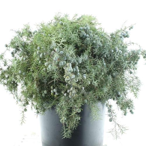 Juniperus chinensis 'Blaauw' per bos