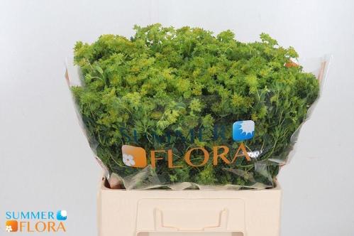 Bupleurum griffithii