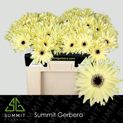 Gerbera mini krulvormig Pastini Spritz
