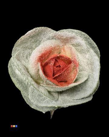 Brassica oleracea kleurbehandeld H%