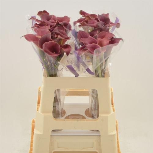Zantedeschia 'Red Charm'