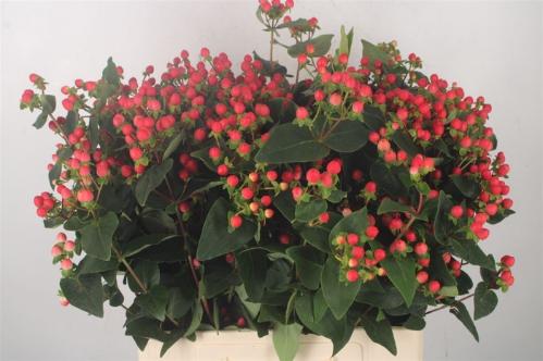 Hypericum Coco Rio